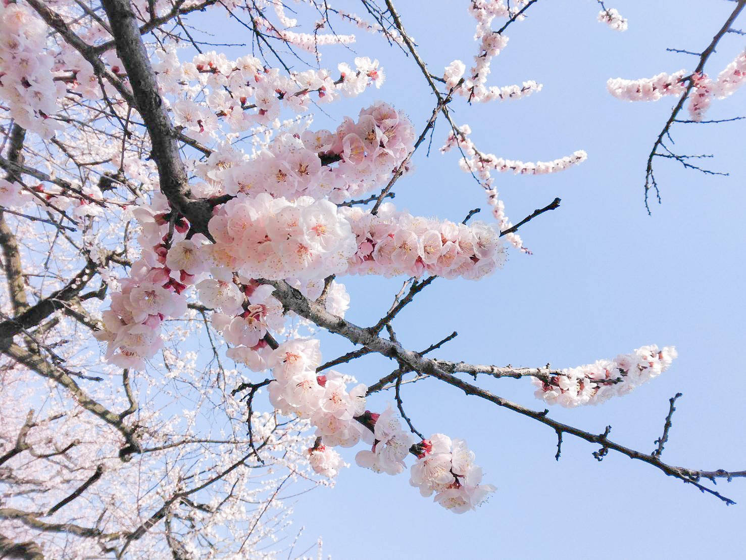 あんずの花