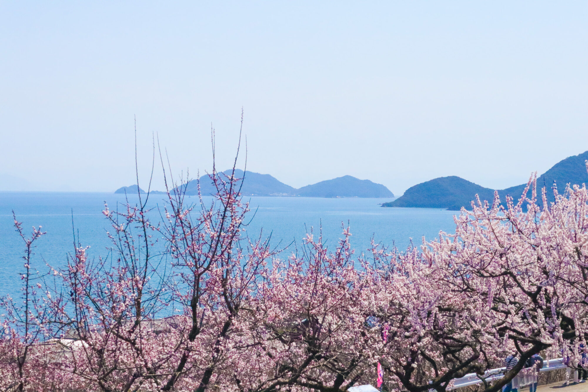 田尻一円にあんずの花がさく光景