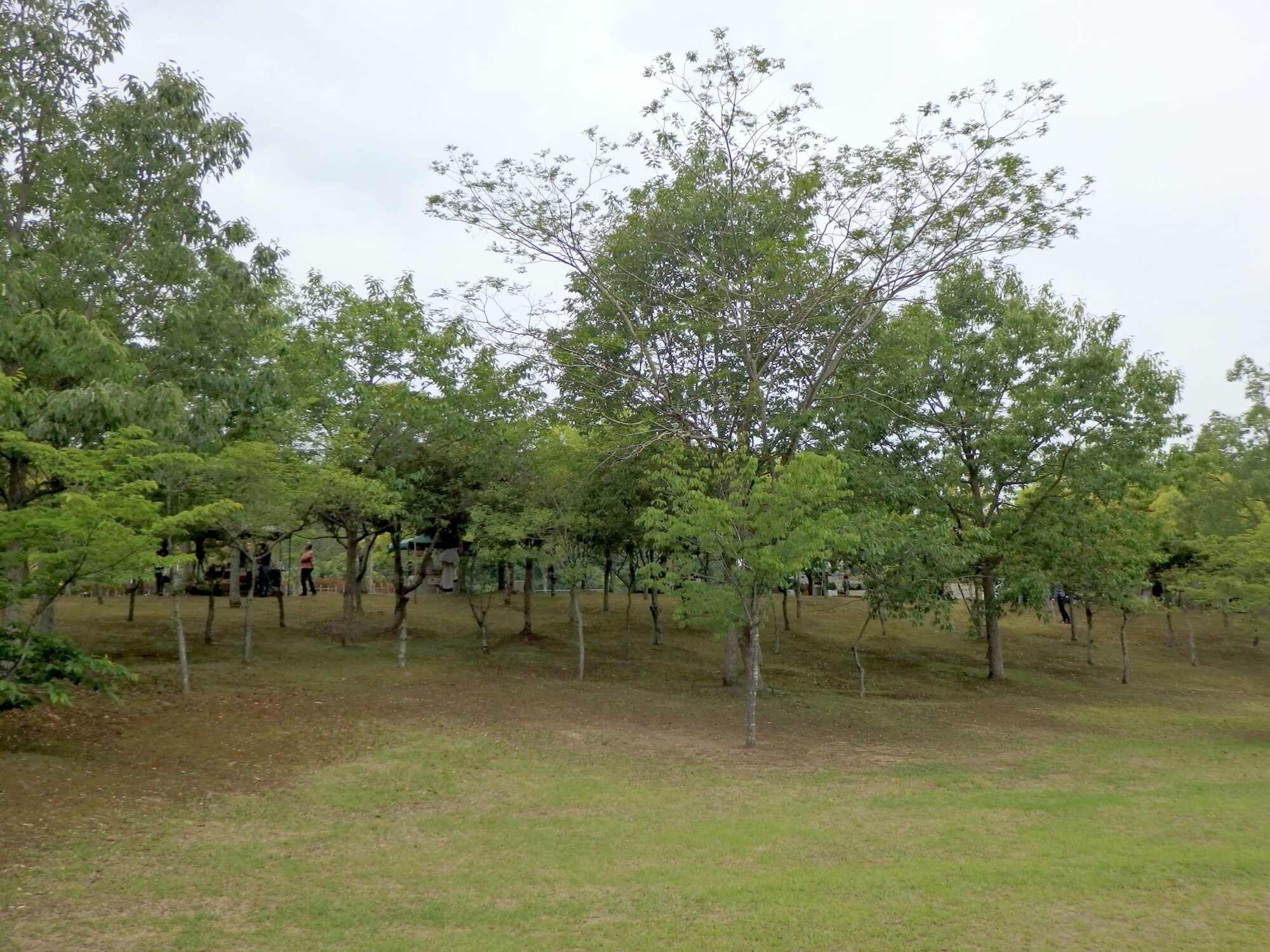 古代の丘スポーツ公園の木立