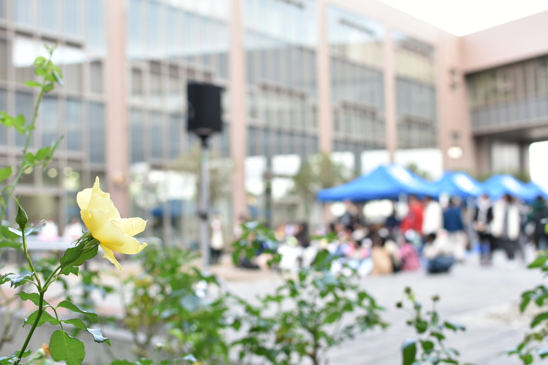 大学祭