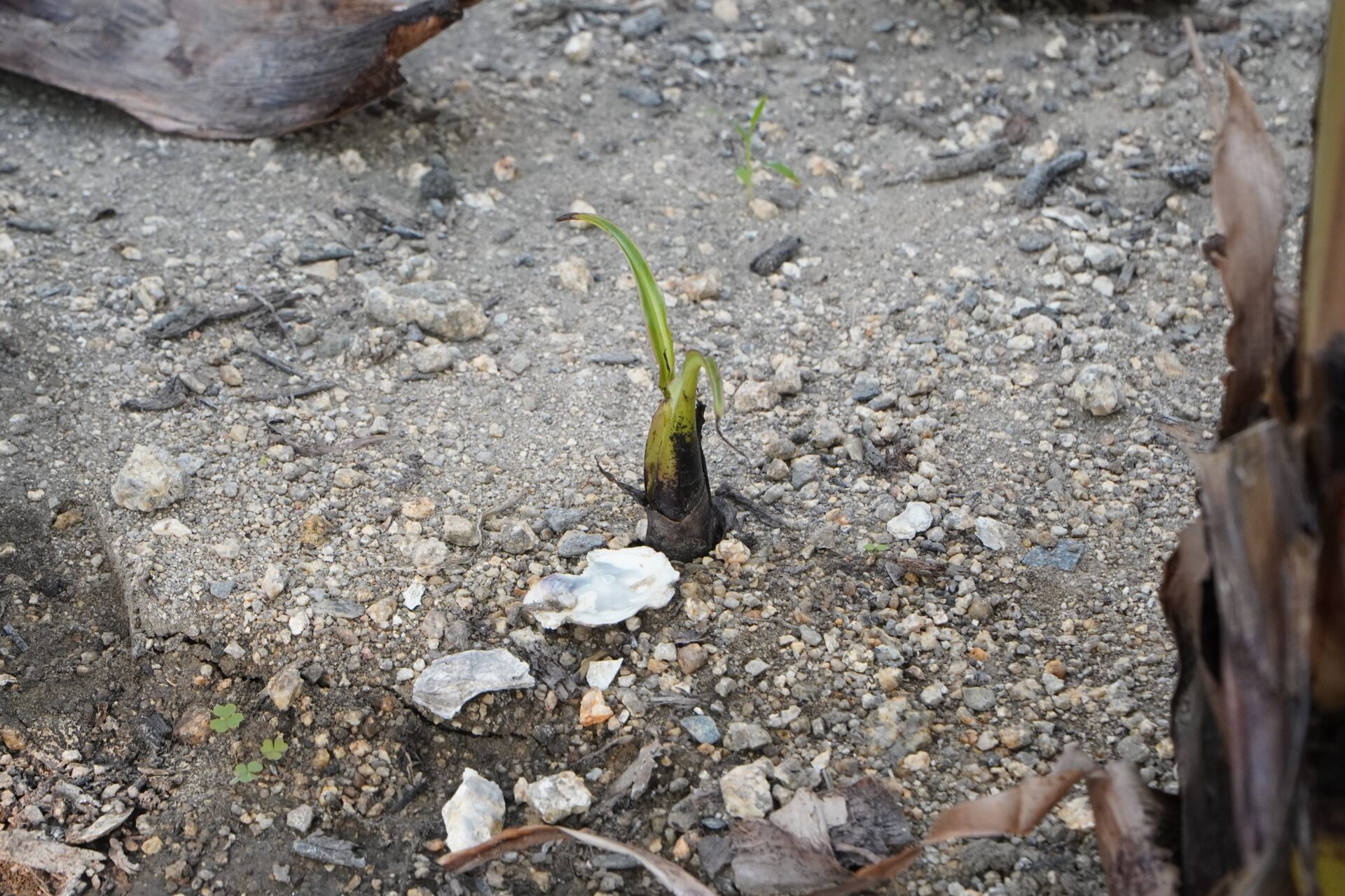 子株が芽を出し、バナナの木へと成長します