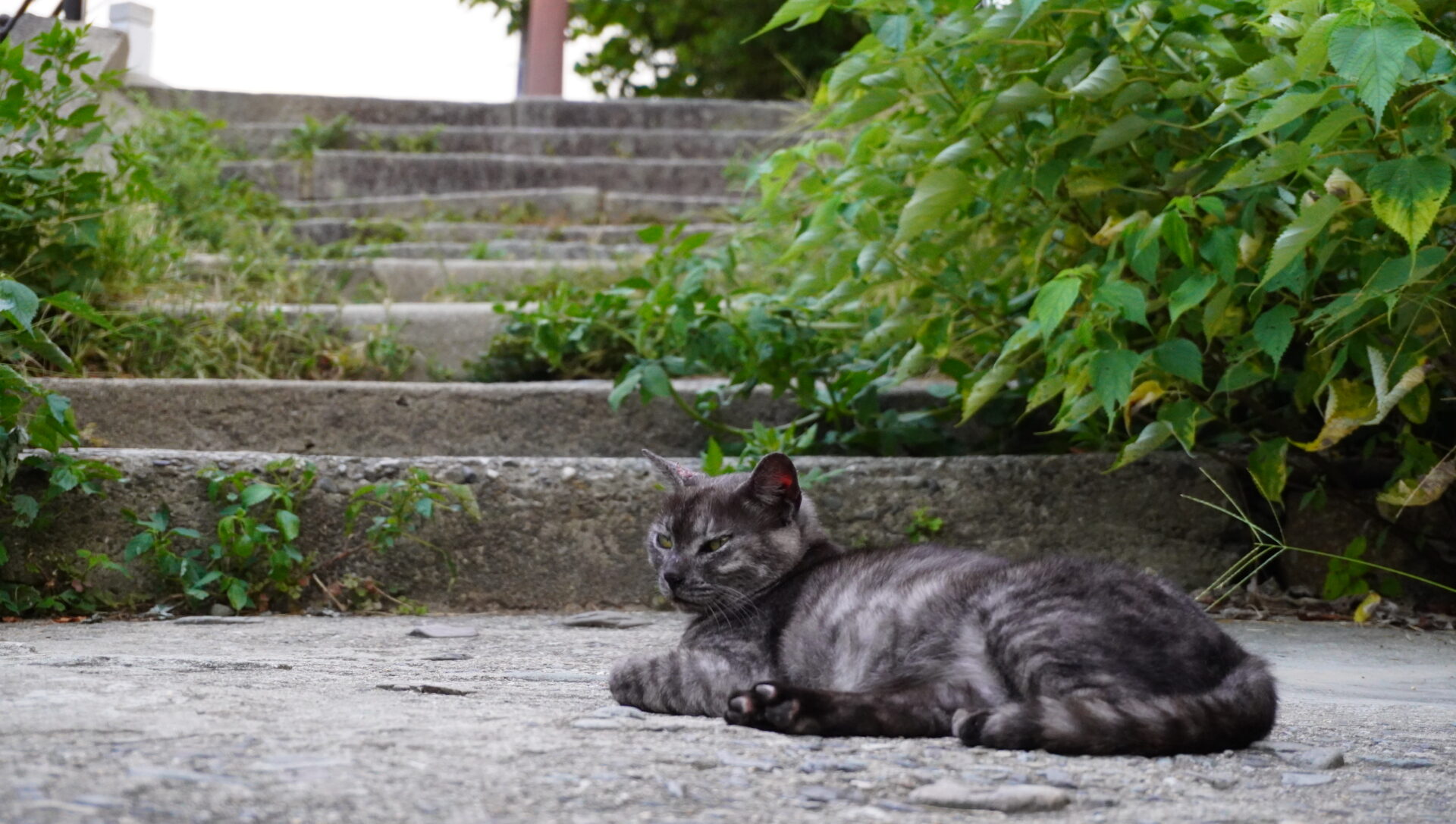 地域猫がちらほら