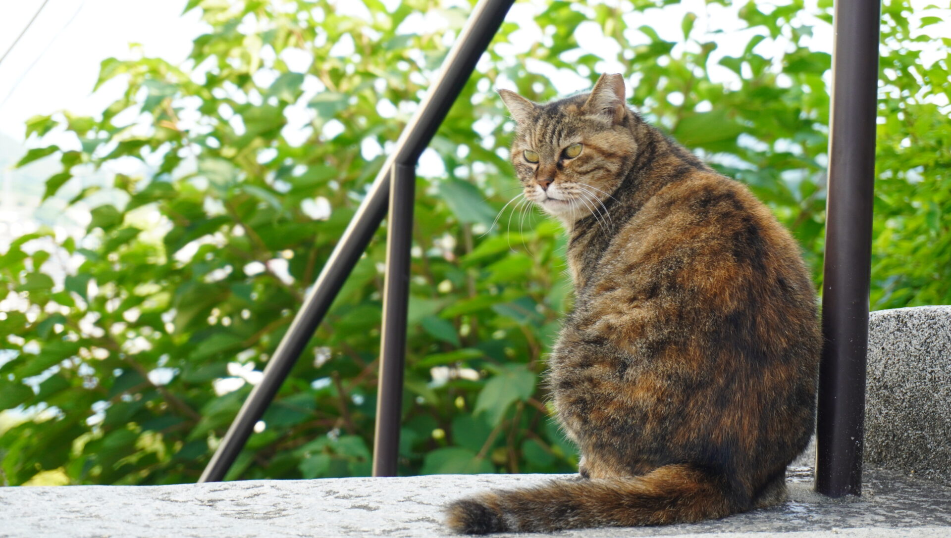 通行人を見守る地域猫