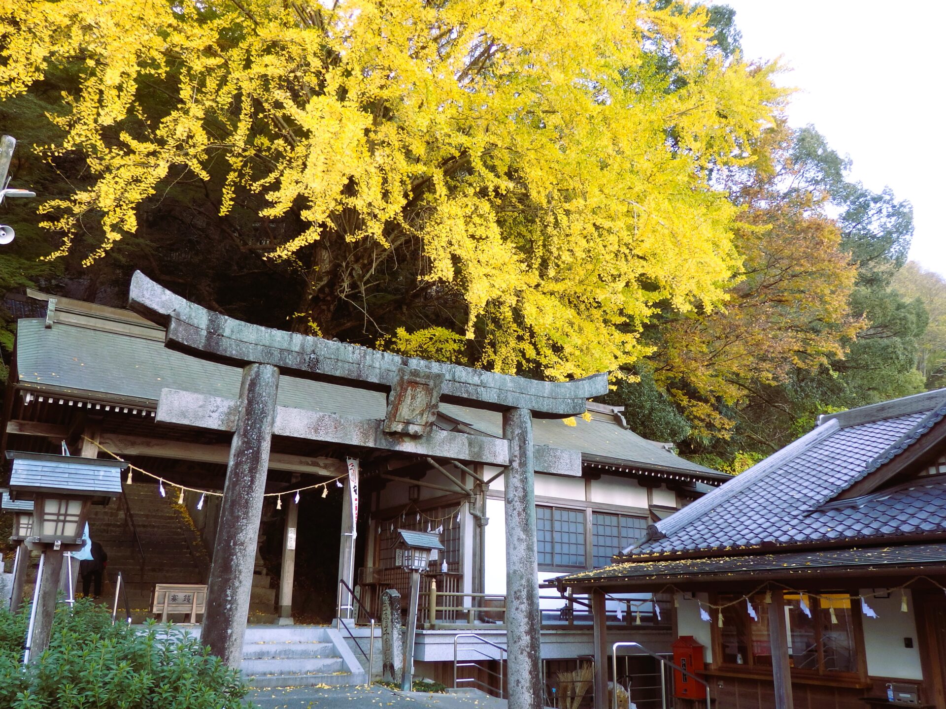 黄金に萌ゆる豊姫神社