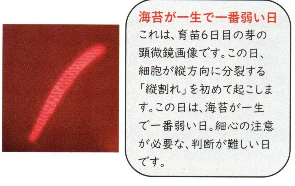 のりが一番弱い日　資料提供：マルコ水産