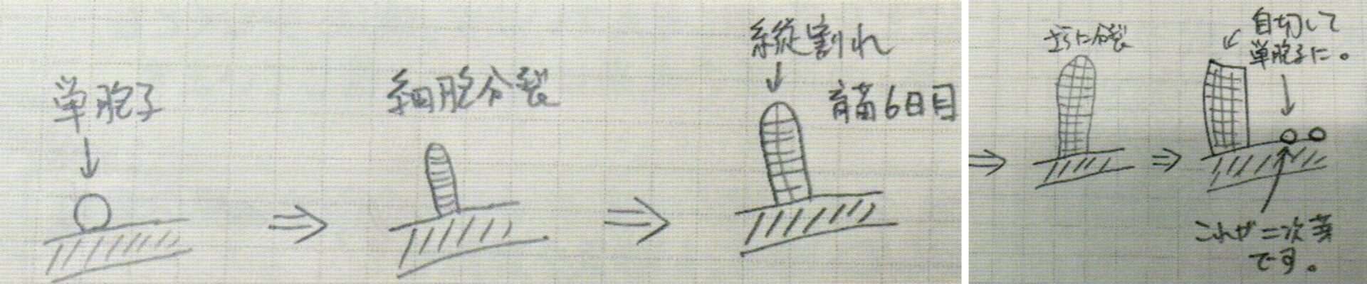 二次芽のでき方　資料提供：マルコ水産