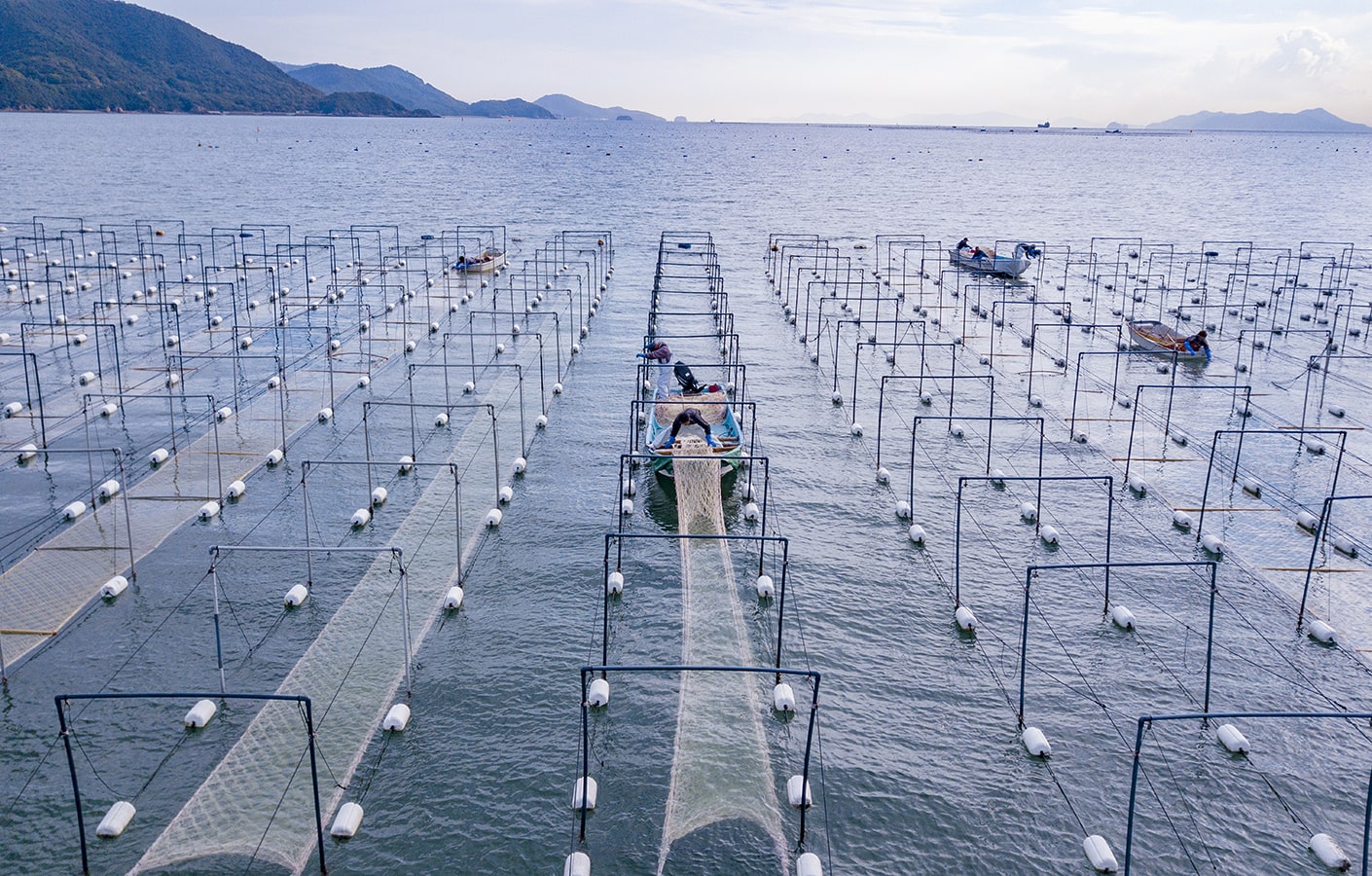 育苗中ののり　写真提供：マルコ水産