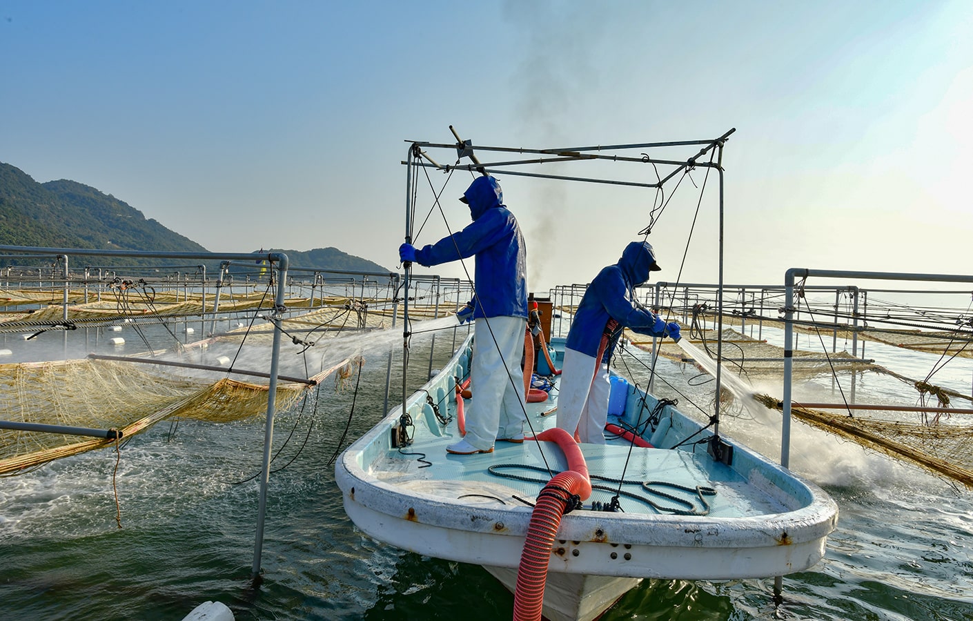 のりの干出　写真提供：マルコ水産
