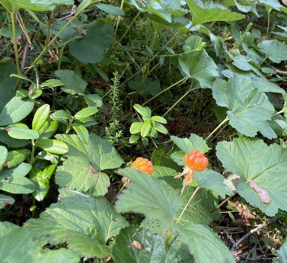 クラウドベリー　写真提供：オンニマーマレード
