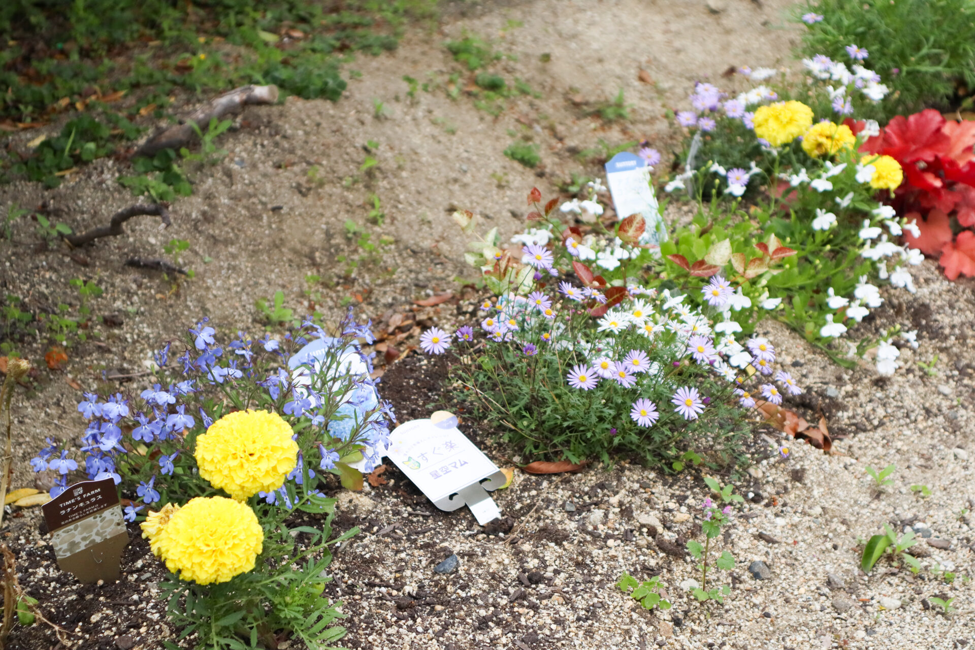 花壇に植えられた花