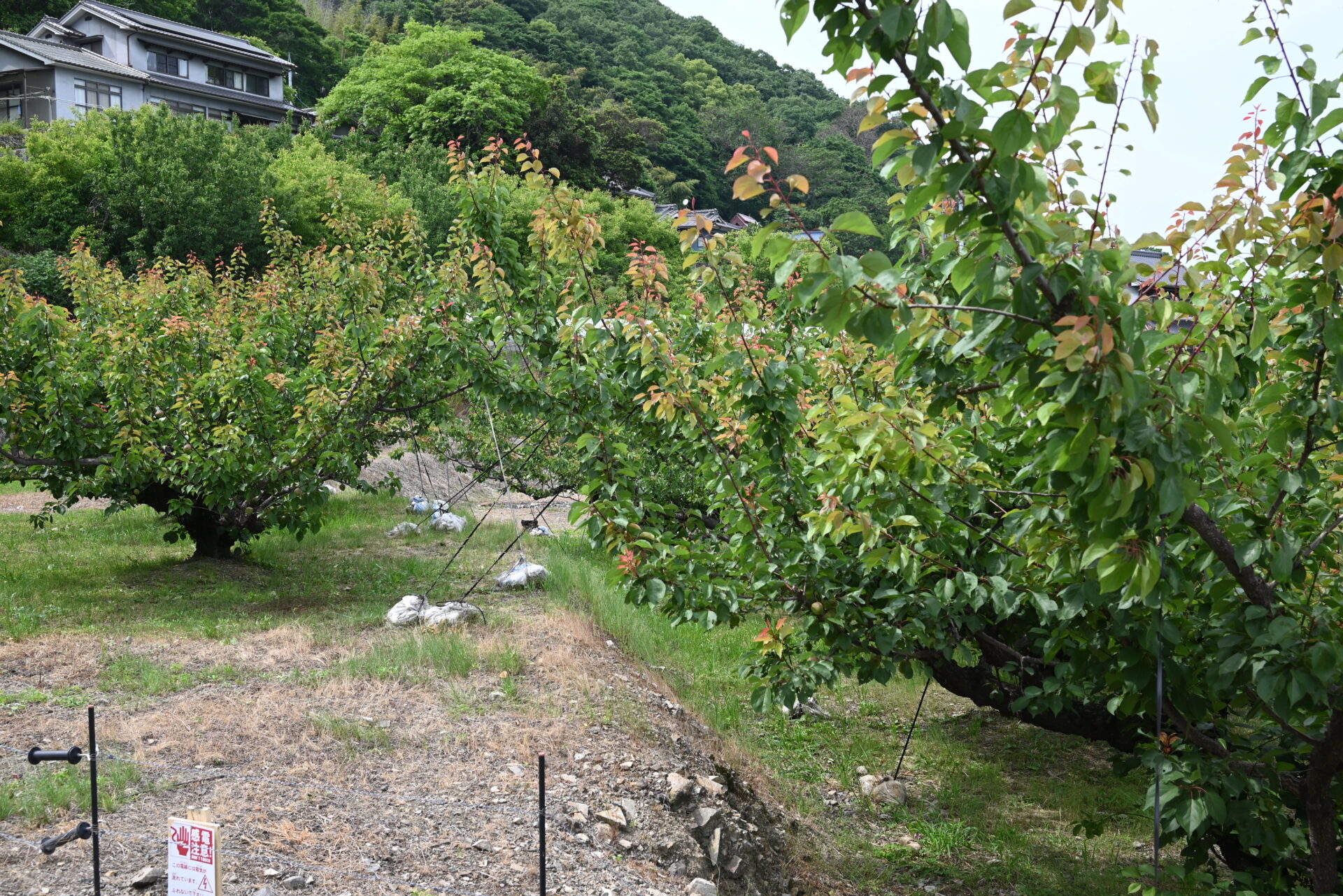 枝を下に引っ張っている