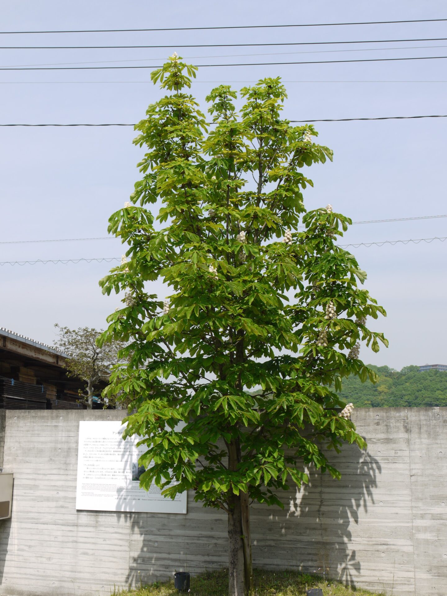 アンネが眺めていたマロニエの木の子ども。春には白い花を咲かせる（画像提供：ホロコースト記念館）