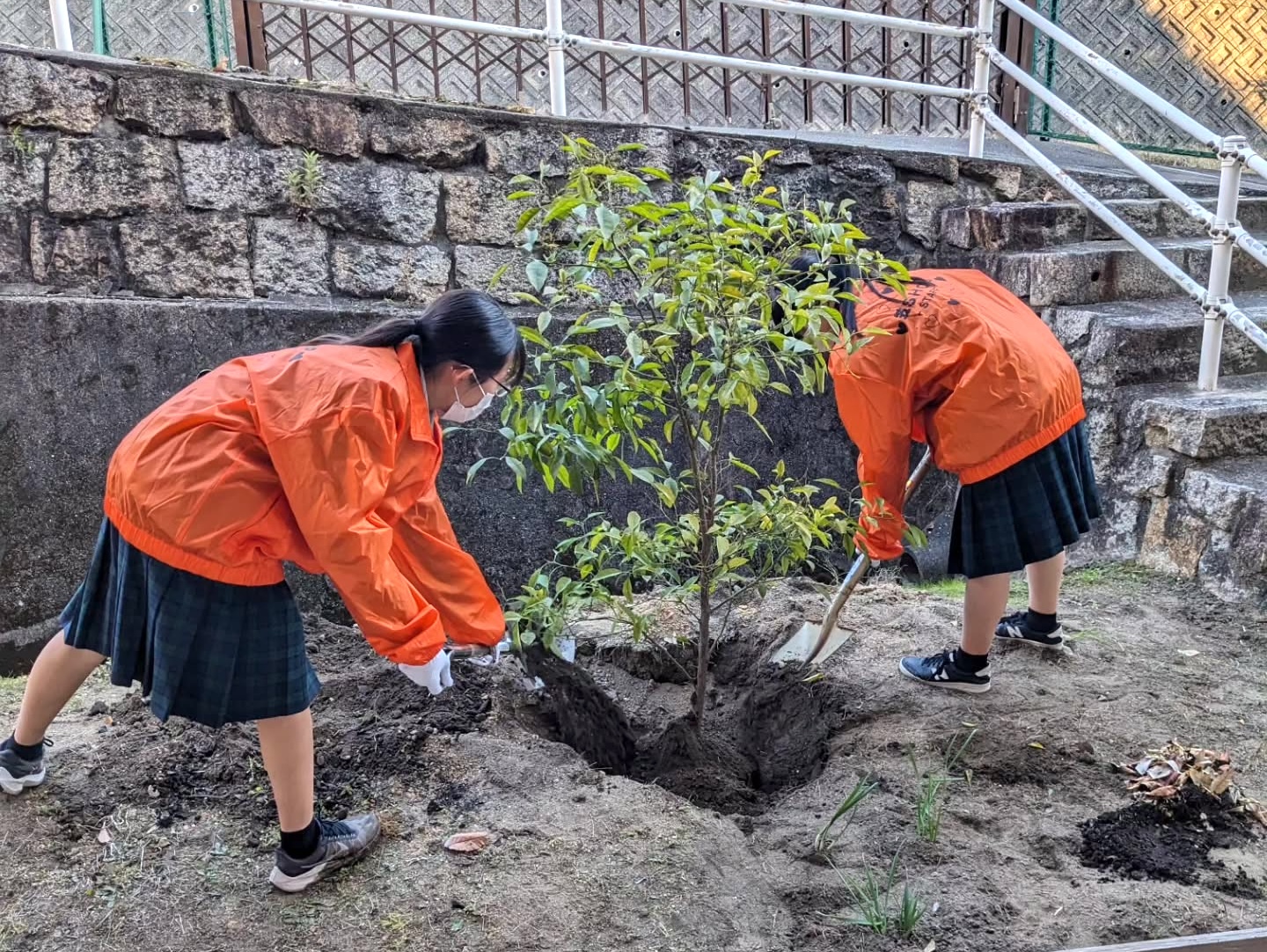 笠岡商業高校の敷地内にダイダイを植樹　画像提供：笠岡商業高校 笠SHOP Instagram