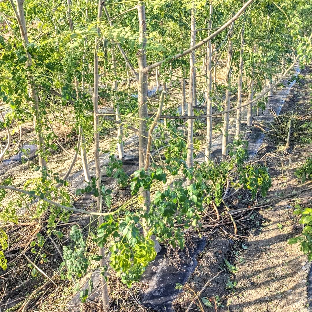 「奇跡の木」とも呼ばれるモリンガ（画像提供：SOLFARM）