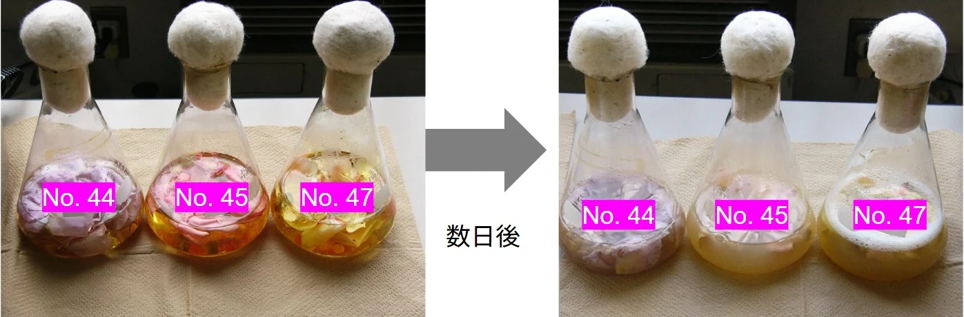 液体培地が濁るのは微生物が増えたしるし(画像提供:久冨教授)