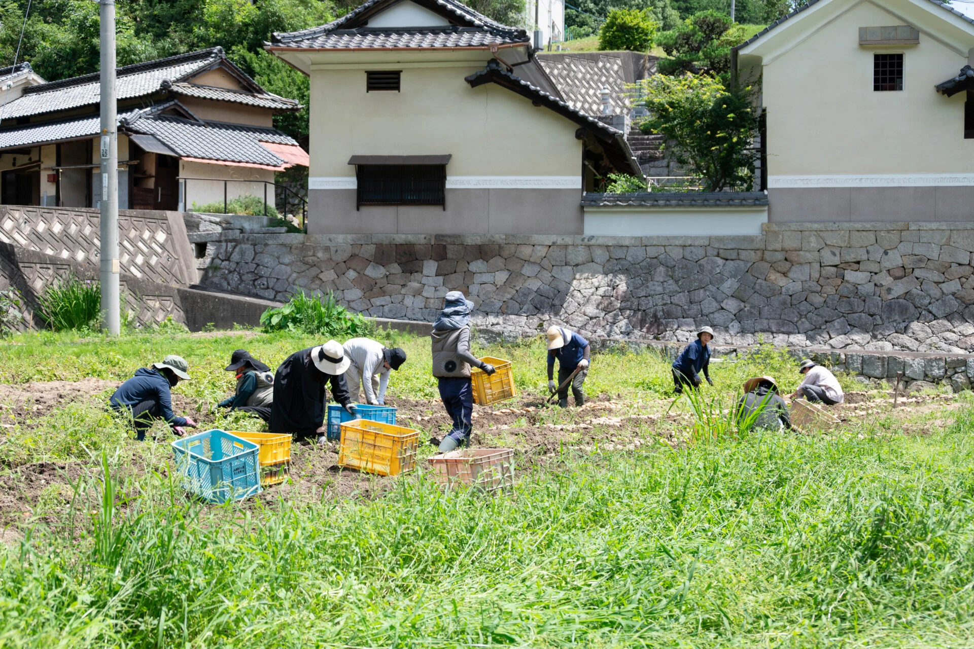 コンテナに入れたじゃがいもを運ぶ