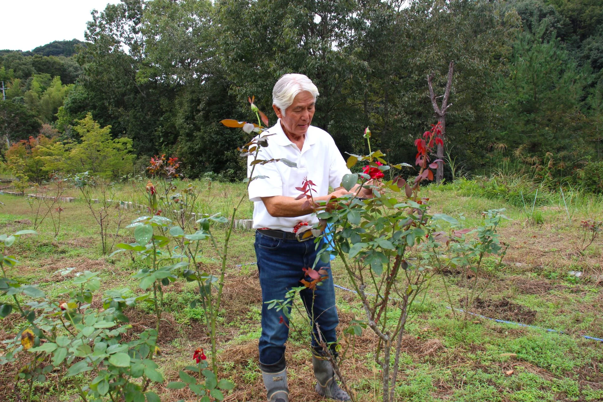 バラを摘む義孝さん