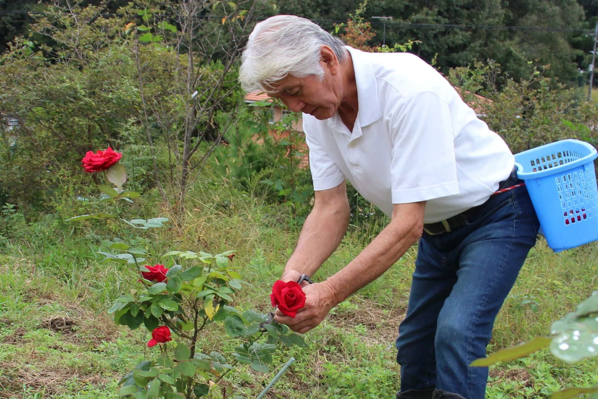 バラを摘む義孝さん