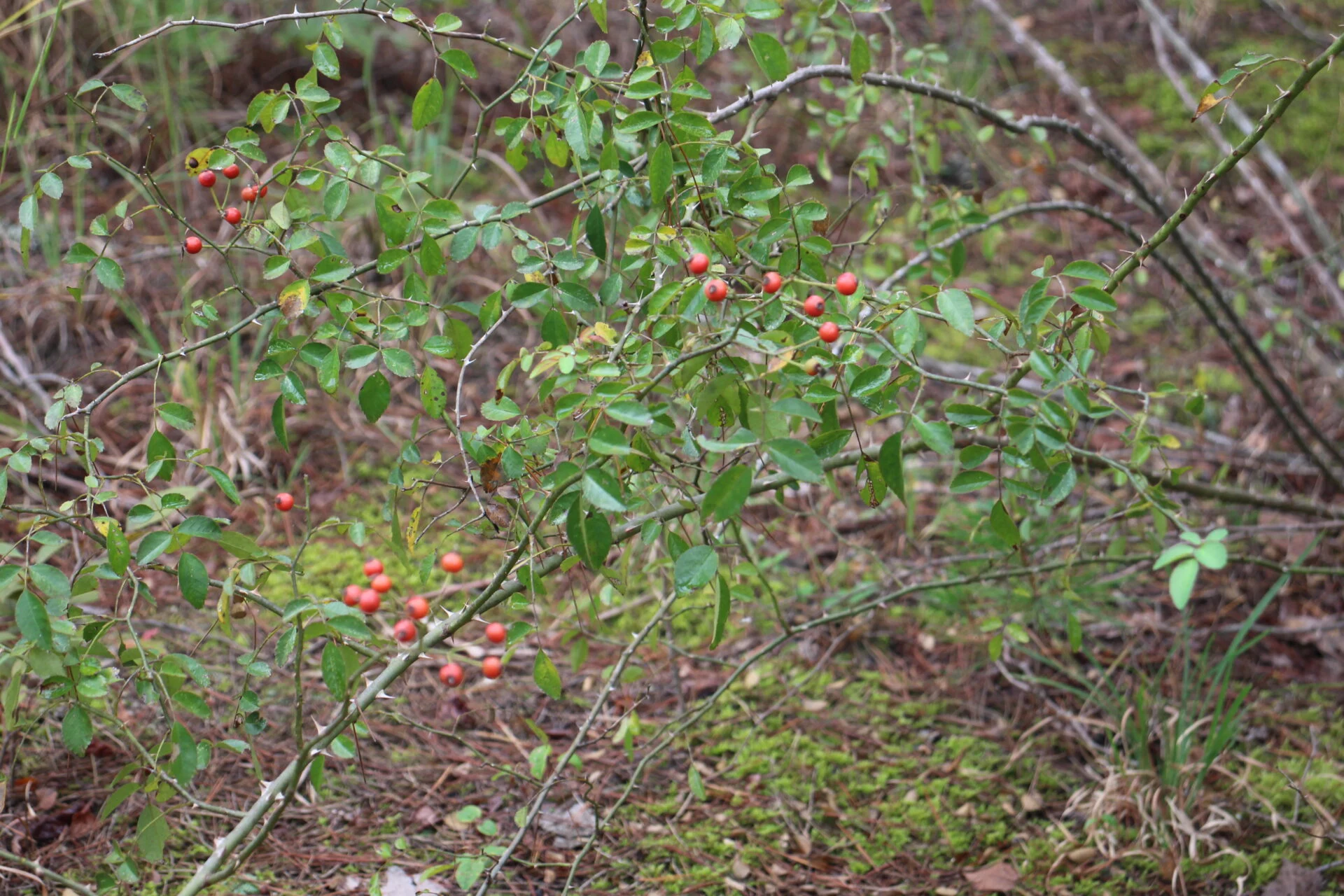 園内に自生しているバラ