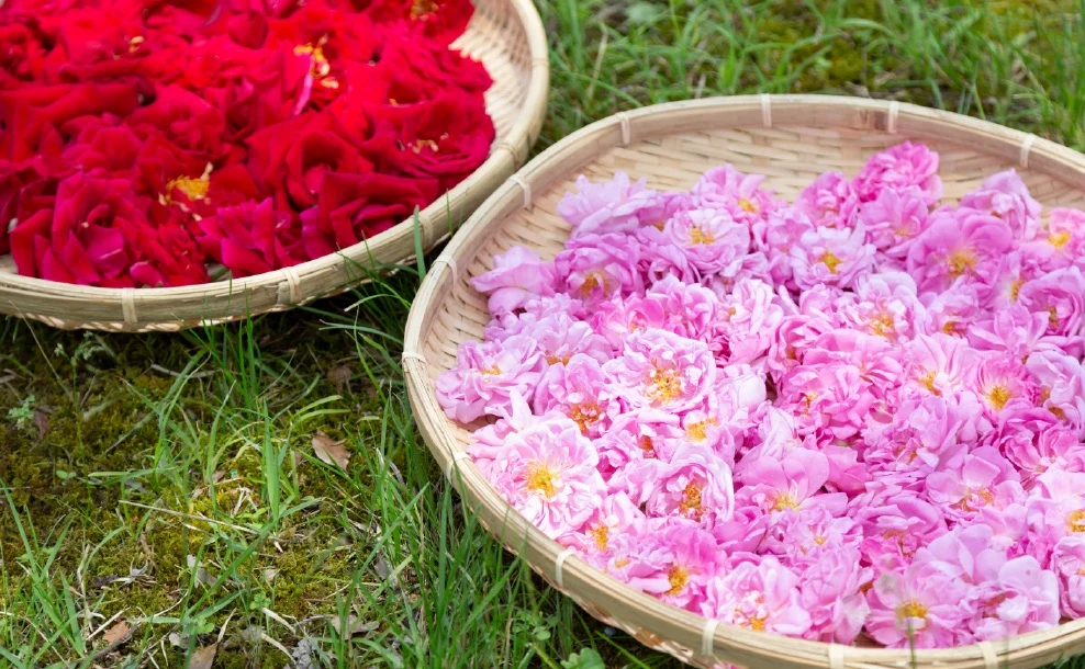 赤とピンクのバラ(画像提供:マチモト)