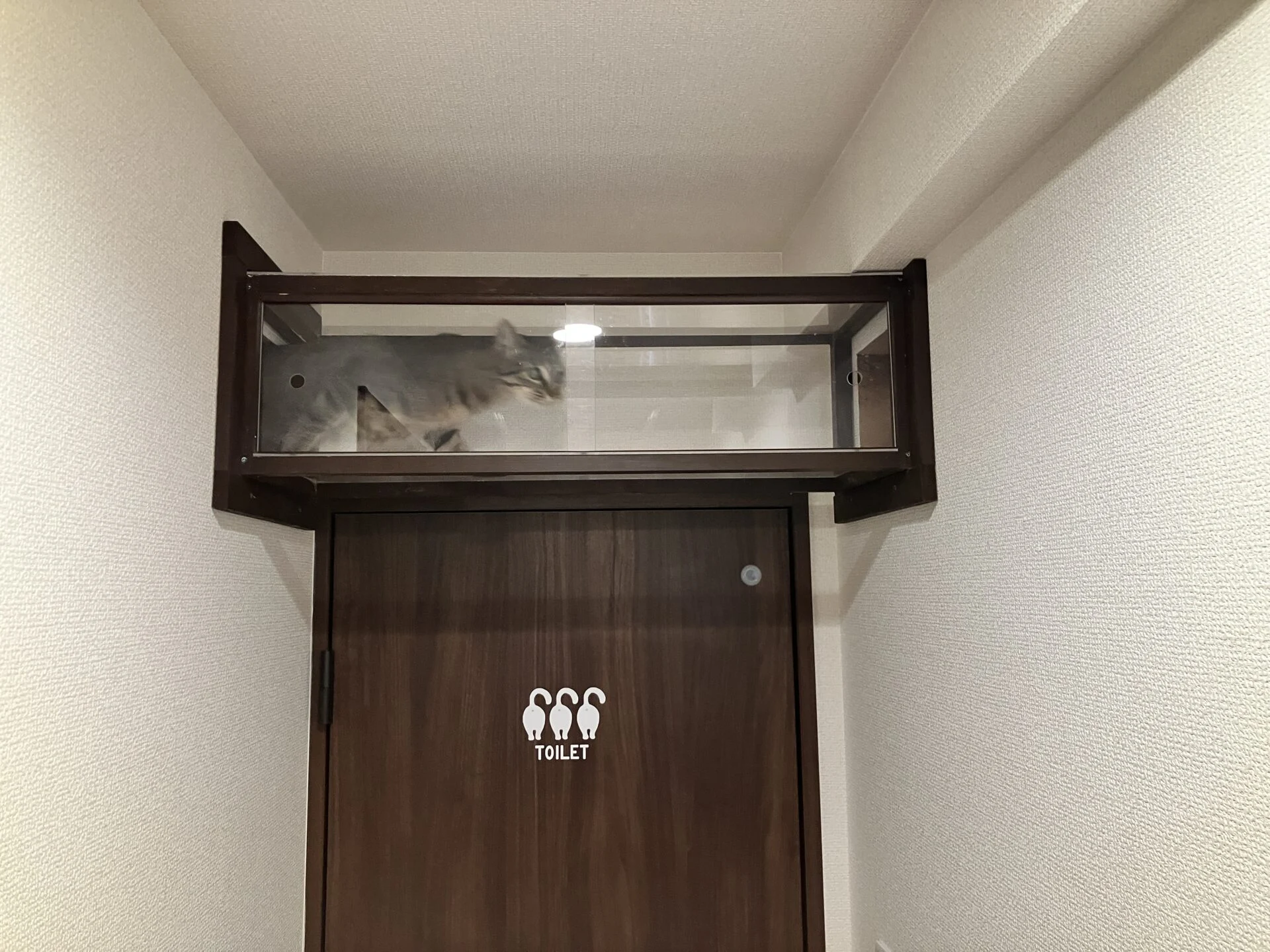 透明な通路を通ってカフェに出勤。運が良ければ下から肉球が見える