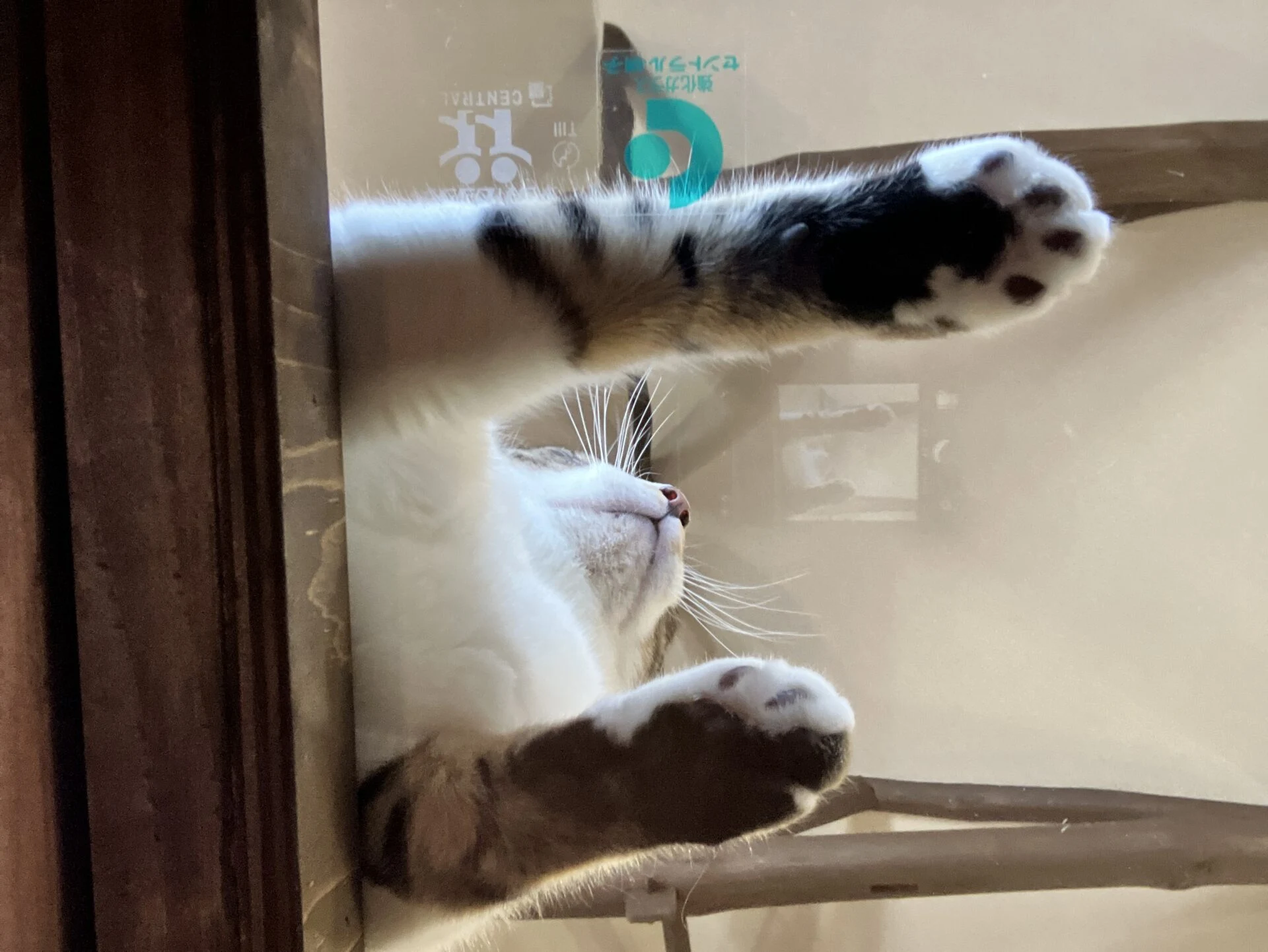 ガラステーブルの下にスマートフォンを入れて撮影