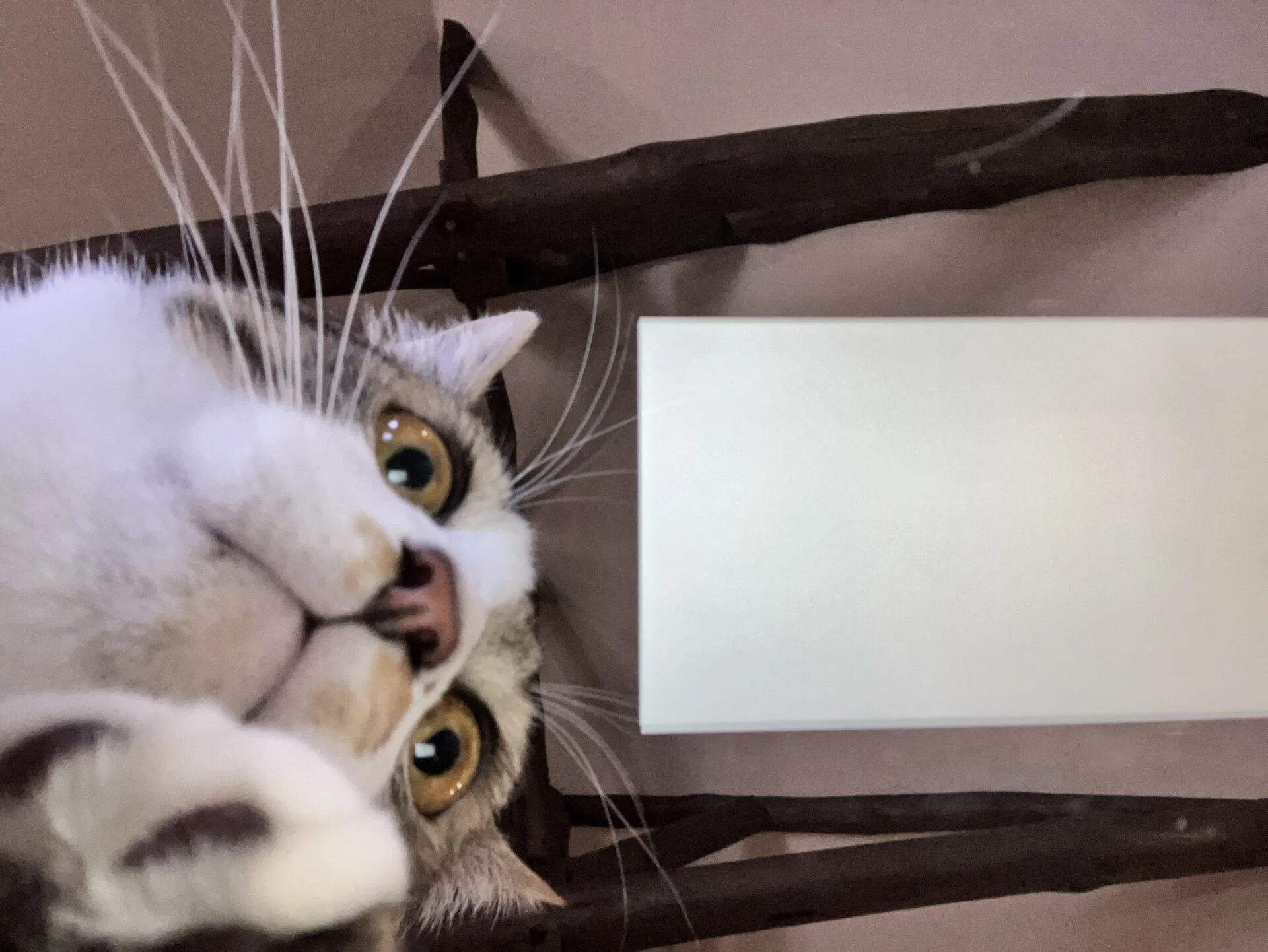 「何してるニャ?」こんな写真も撮れる