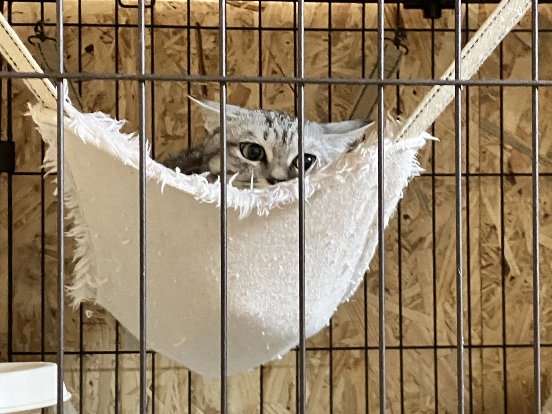 居室のケージの中で、筆者を見てイカ耳（警戒モード）になるイヴちゃん