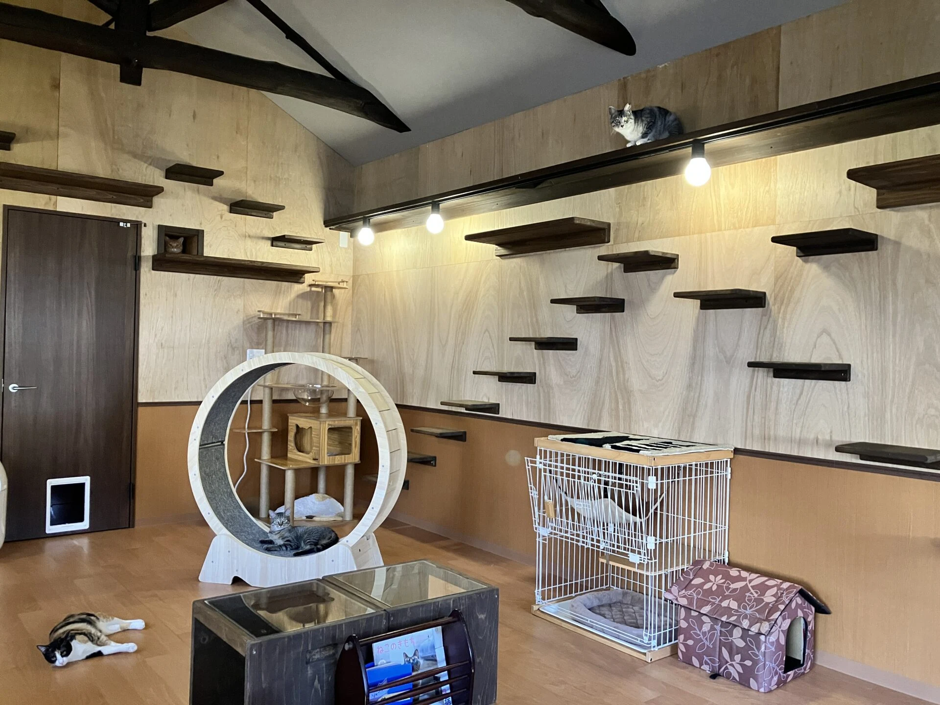 猫が好む狭い場所やステップがあちこちに。さて、何匹いるでしょう?(答えはインタビューの後へ)