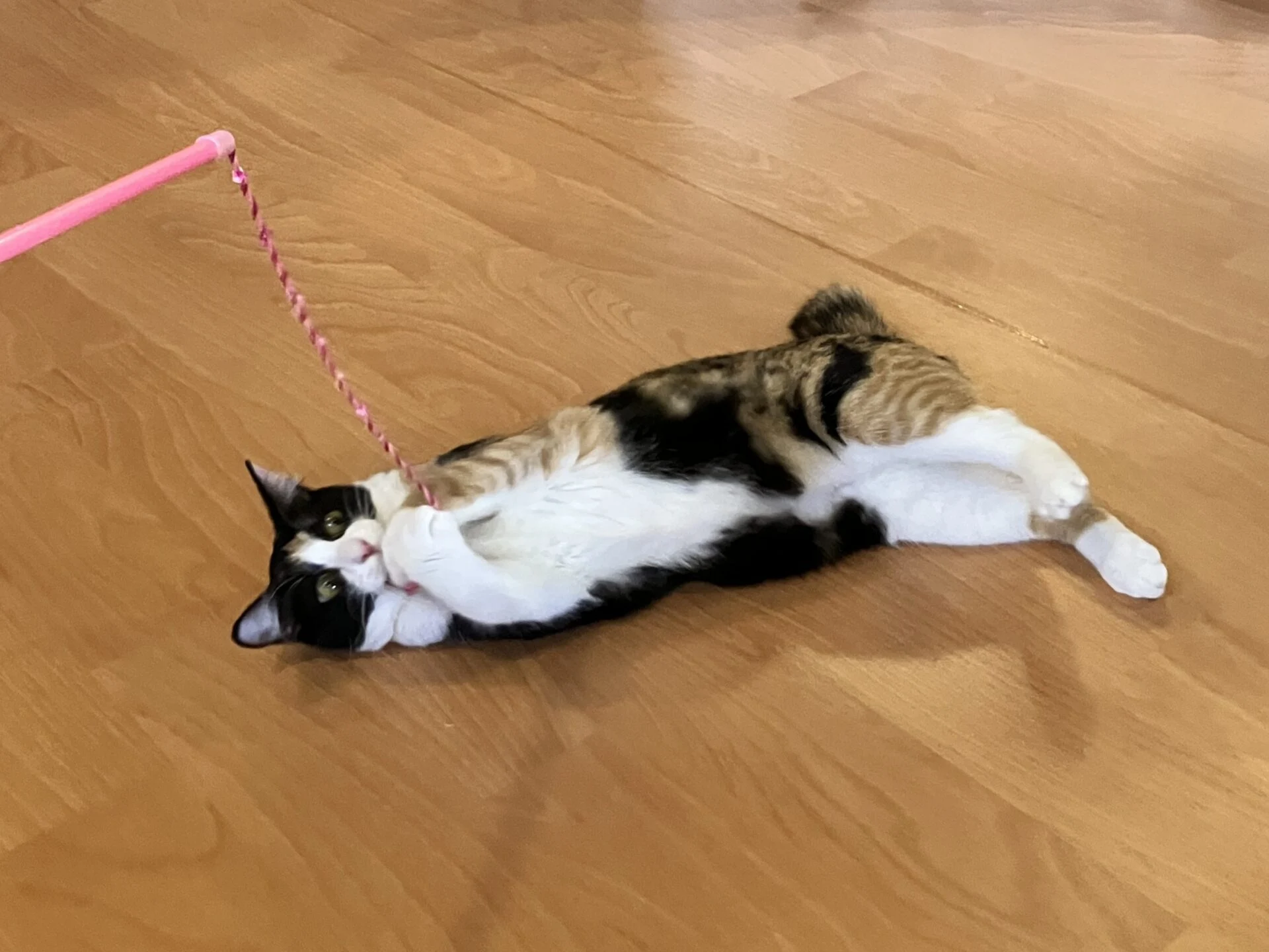 猫じゃらしで遊ぶべにちゃん