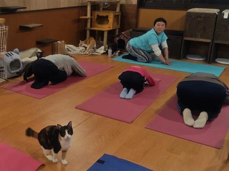 猫ヨガのようす(画像提供:NPO法人ペットマナーおのみち)