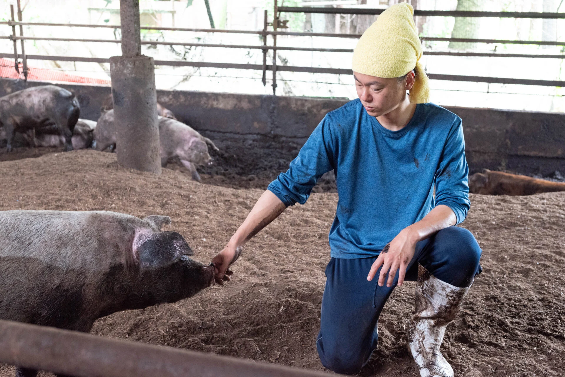 飼育スペースには、間伐材のウッドチップを深さ1mほどに敷き詰めている。微生物の働きで糞尿はすぐに分解されるため、臭いはあまりしない。清潔な環境が豚のストレスを少なくしている
