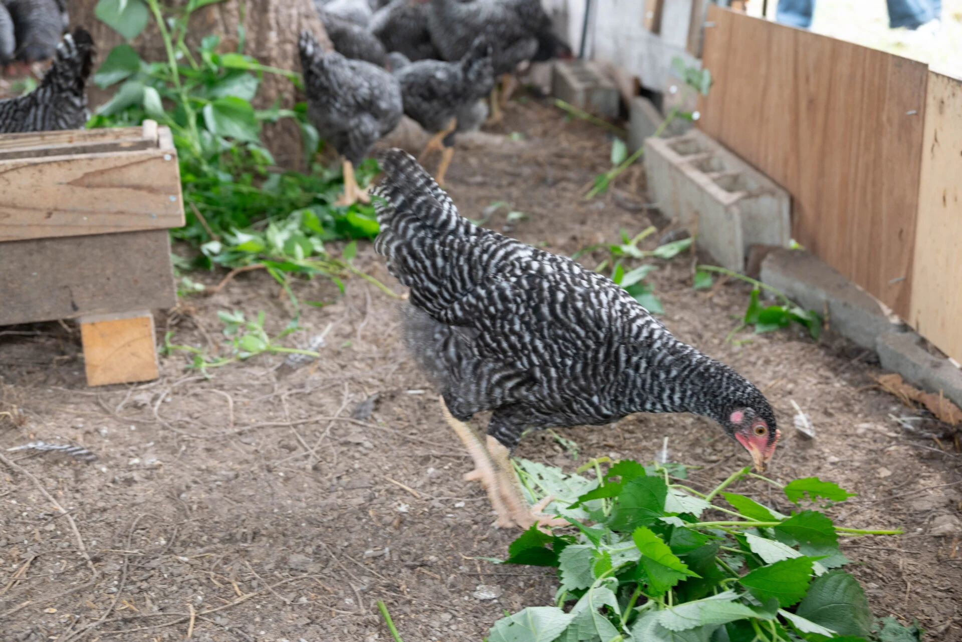 鶏たちにとって、新鮮な葉っぱはうれしい「おやつ」