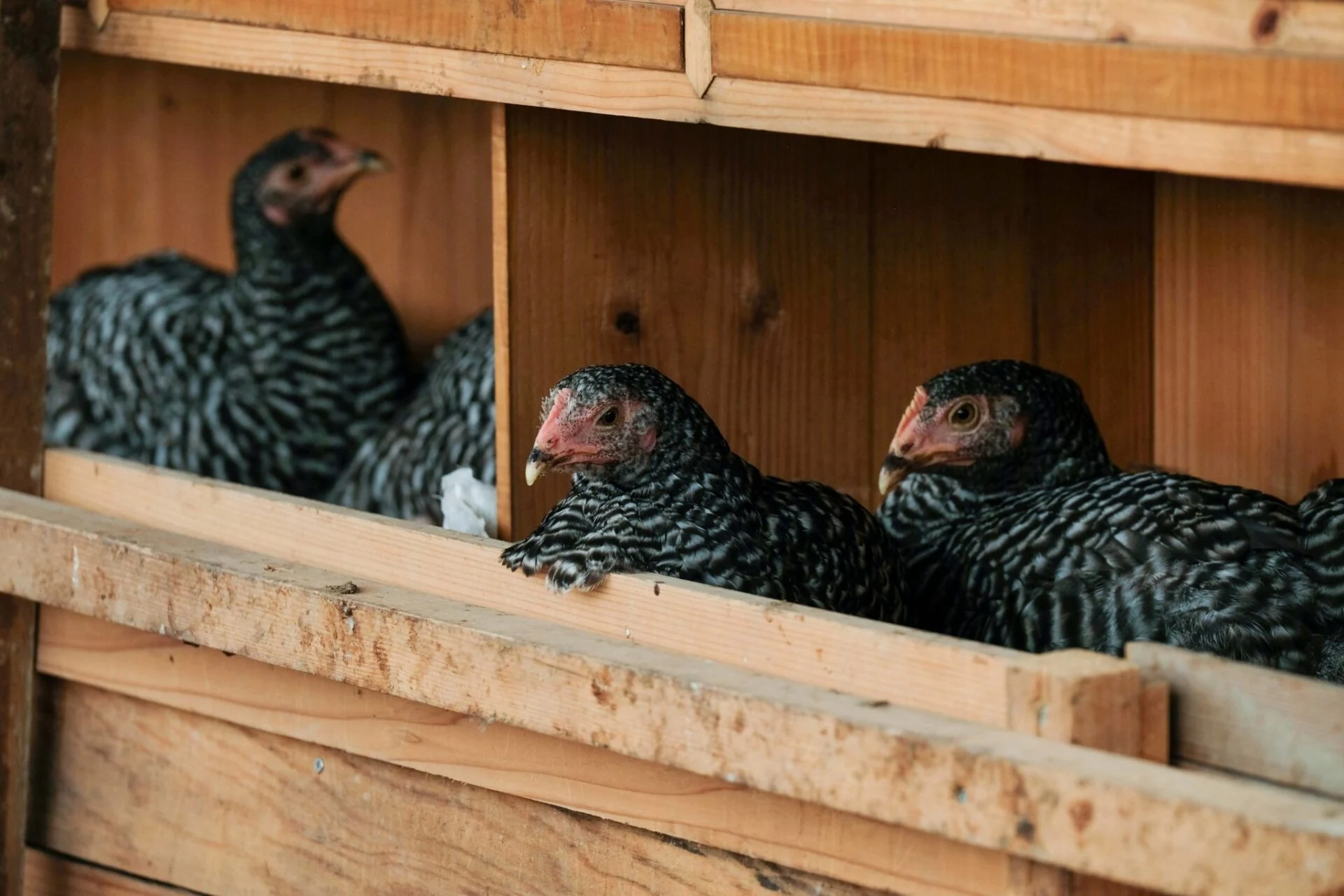 鶏は薄暗く安全なところで卵を産む習性があり、教えなくても自ら産卵箱に入って卵を産むという(画像提供:ながみねファーム)