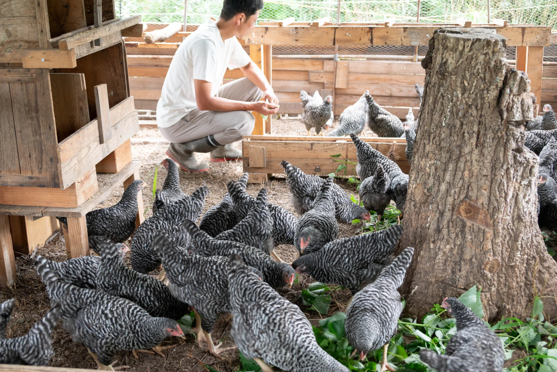 90日齢の鶏たちの鳴き声は「ピヨピヨ」とかわいらしい