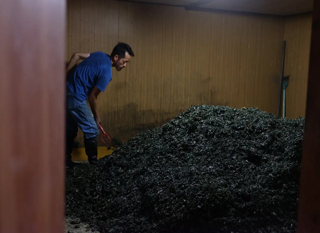 微生物の力を借りる蒅作り（画像提供：THE TERROIR）