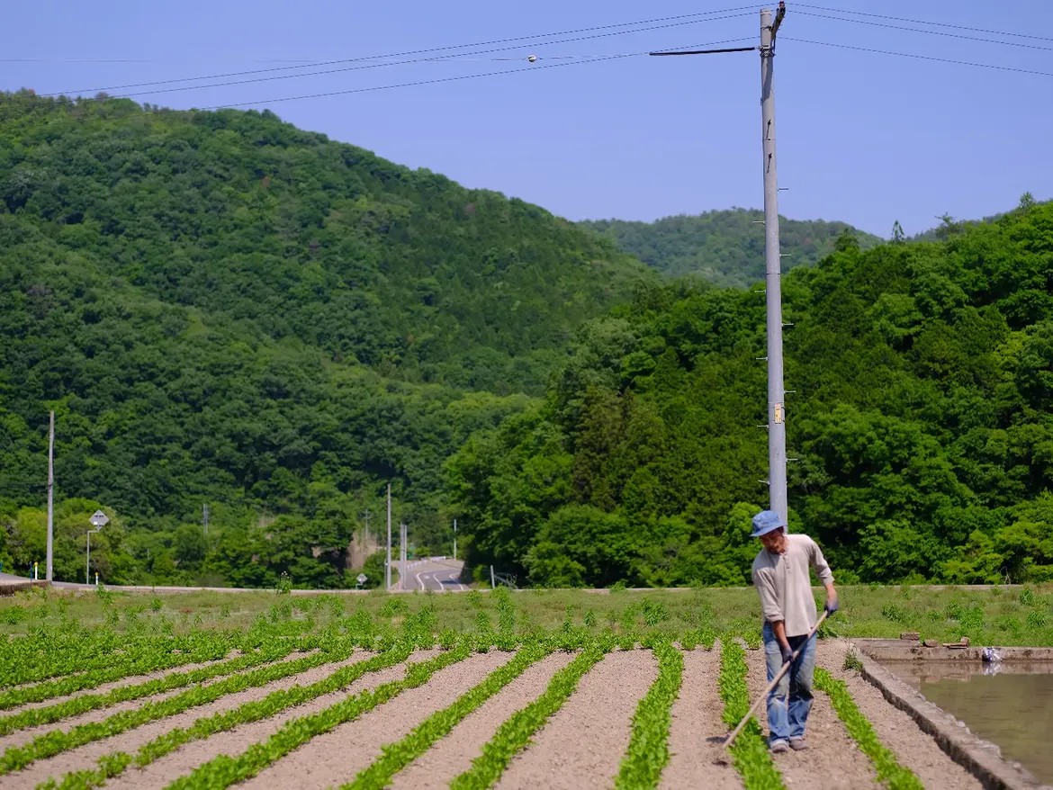 植え付けた苗の成長を見守る（画像提供：THE TERROIR）